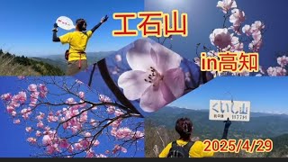 高知の工石山へ行ってみた🎶　#工石山　#アケボノツツジ　