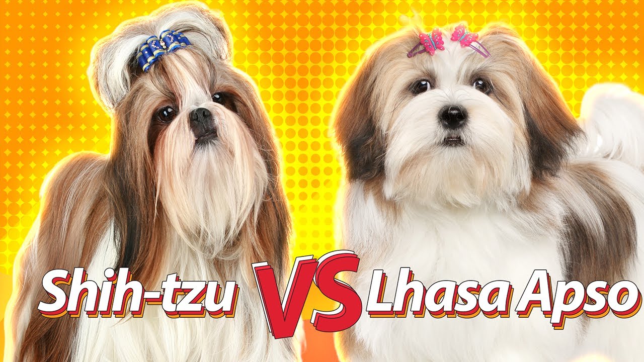 LHASA APSO vs SHIH-TZU | Duelos de raças Baw Waw