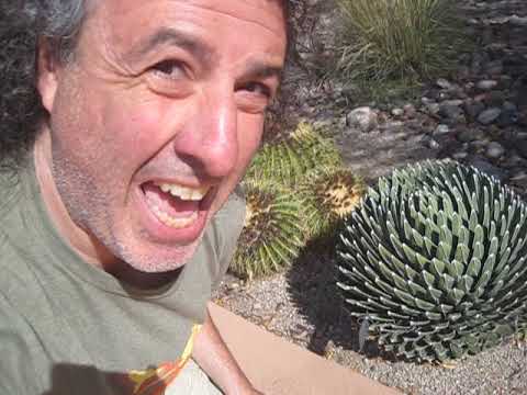 Queen Victoria Agave - Not Too Shabby!