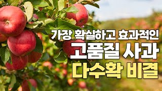 사과 품질 향상 및 안정, 다수확 비결! 사과 재배하고 있다면 '이것' 꼭 기억하세요!