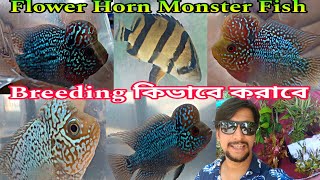 Flower Horn আর রঙিন মাছের সম্ভার | Aquarium Fish Flowerhorn | Aquarium Fish Serampore Fish Market 