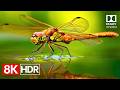 Earth S Beauty Perfected In 8K HDR 120fps Dolby Vision 4K 8K TV