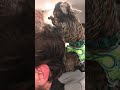 Marmoset grooming