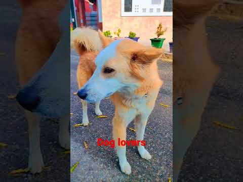 #villagers#true souls#dog lovers