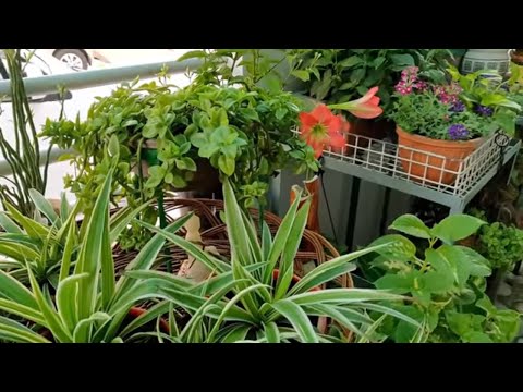 My front garden Video