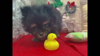 ハーフ犬の動画01