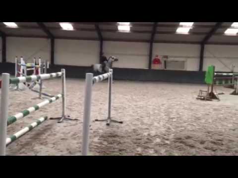 **SOLD TO USA** 7yo Cancara x Carpaccio