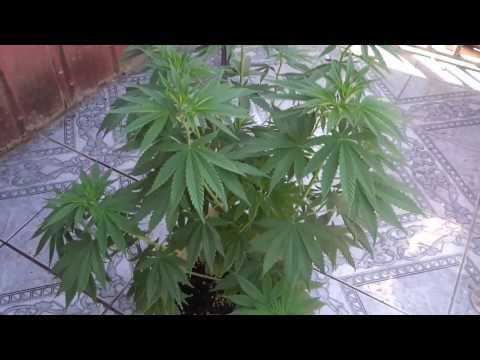 Seguimiento OG Kush (19-02-2017)