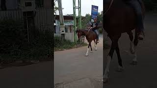 Download lagu JOKO TINGKIR NAIK KUDA#shorts #farelprayoga mp3 Download lagu JOKO TINGKIR NAIK KUDA#shorts #farelprayoga mp3