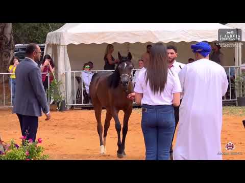 Lebanese AH Championship 2023   Class 1