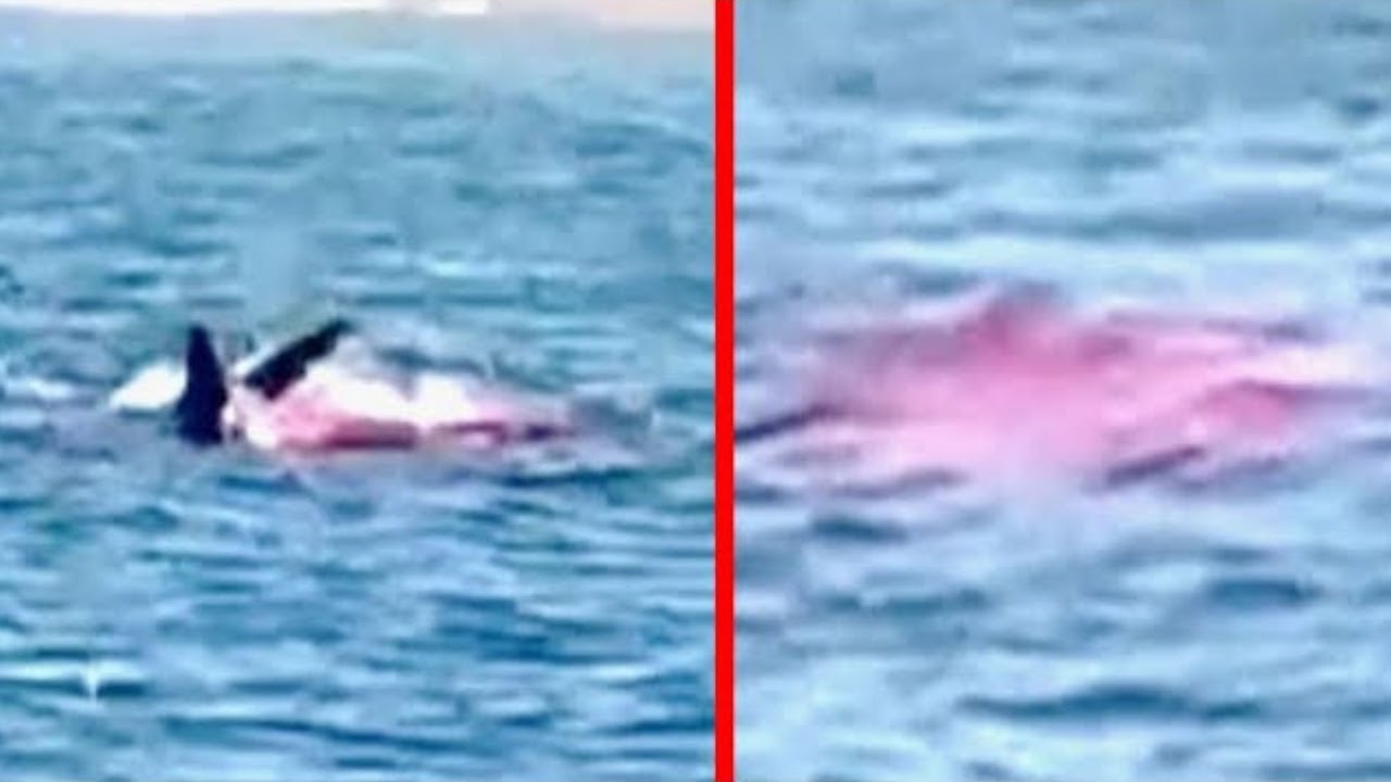 Cientistas dizem que algo enorme está caçando tubarões brancos agora mesmo e eles estão preocupados