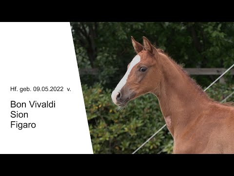 Hf v Bon Vivaldi x Sion x Figaro 2022