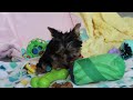 Yorkshire Terrier dogs for sale: Macie - Video 1