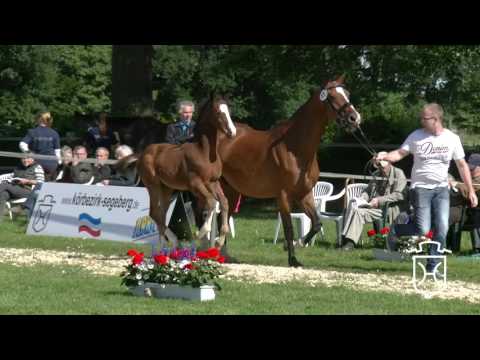 SE011CH Hengstfohlen von Cascadello I - Lancer II - Ramiro
