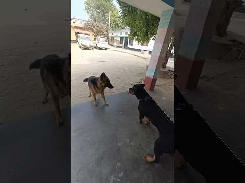 bagira an German shepherd ki ladai😳 rottweiler and German shepherd fight