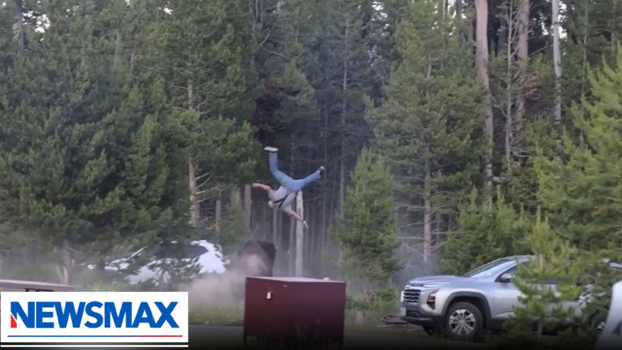 Bison launches tourist into the air at Yellowstone National Park | The Right Squad