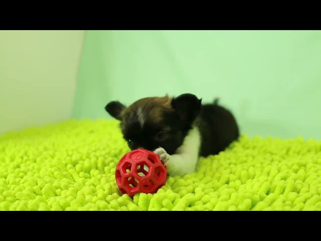ブリーダー/ショップマロニエケンネル　MARRONNIER KENNELのチワワ・ロングコートで番号が3001です