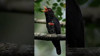 Download lagu MASTERAN VIOLET CUCKOO SUARA JERNIH TEMBAKAN SADIS #violetcuckoo #birds #birdsounds #bird #burung mp3