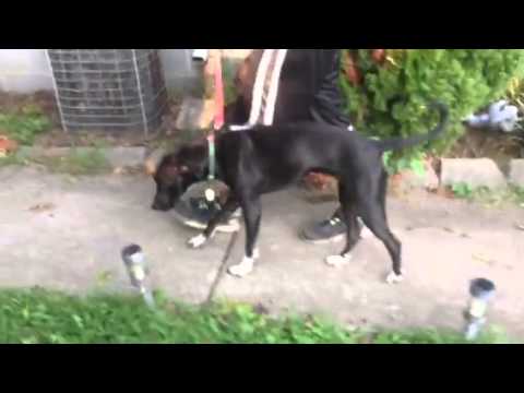 Beginning of coonhound paralysis