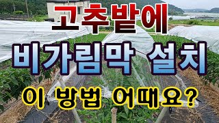 [텃밭농부. 1,133]  고추밭에 비가림막 설치. 이 방법 어때요? #고추재배
