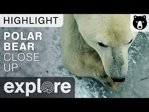 Extreme Close Up Of A Polar Bear - Live Cam Highlight Video