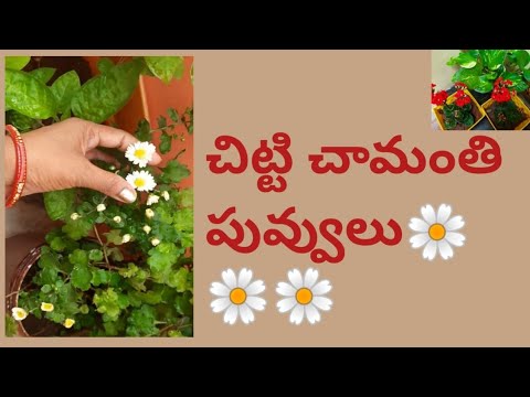 Chitti Chamanthi flowers.