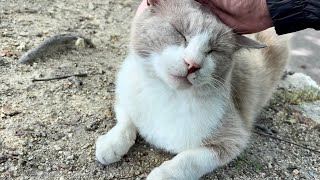 目が合ったらしっかり合流してくれる可愛い猫グレージュちゃん