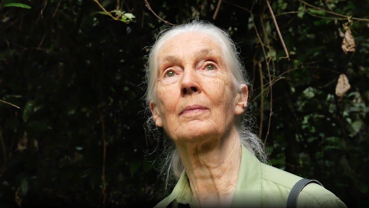 Does Jane Goodall use GIS?