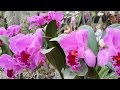 Орхидеи Тайланда глазами туриста и музыка для души 