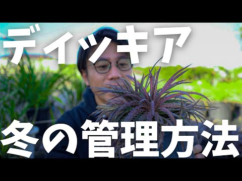 冬の間ディプラデニアを維持するにはどうすればよいですか？手入れのためにいつ持ち込むのですか？  庭園