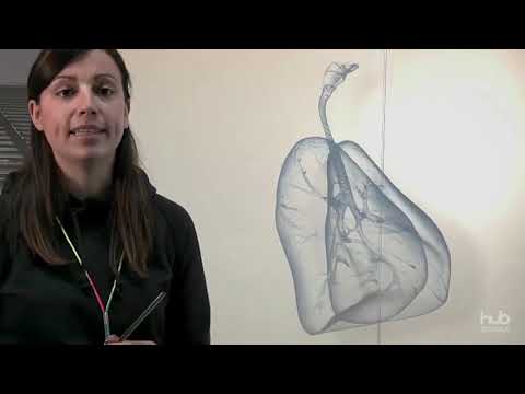 The respiratory system