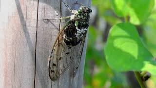 ムビる18490 20210728 003 ミンミンゼミ minminzemi