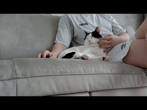 고양이가 아빠를 얼마나 사랑하는지 보여주는 영상