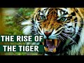The Deadliest Takeover Tigers In America