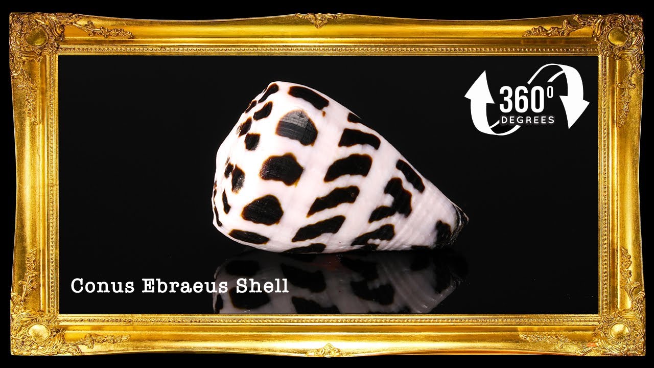 Conus Ebraeus | Hebrew Cone | 0.5 - 2 CM