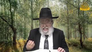 דף היומי בחצי שעה – בבא מציעא דף נ”ז