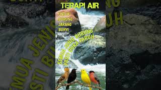 Download lagu Terapi Burung Macet, Gemericik Air dan Kicauan Burung Liar, Terapi Air mp3