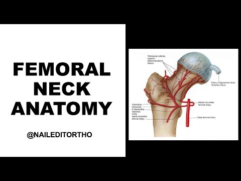 The Anatomy of the Femoral Neck Explained