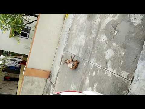 Funny dog playing With makkhi