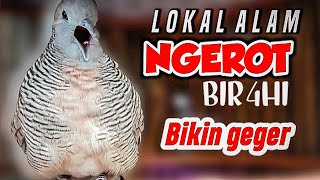 Download lagu Suara perkutut lokal NGEROT, solusi untuk menaikan birahi perkutut agar cepat rajin bunyi mp3 Download lagu Suara perkutut lokal NGEROT, solusi untuk menaikan birahi perkutut agar cepat rajin bunyi mp3