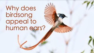 Why does birdsong appeal to human ears?
