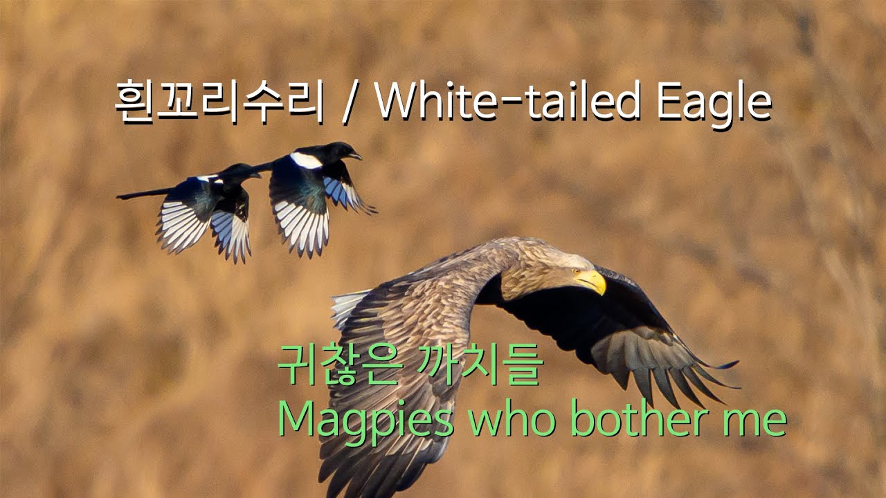 2021-22시즌 흰꼬리수리(5)-귀찮은 까치들 유튜브 썸네일