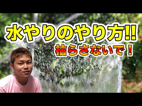 発芽後の苗の手入れ方法