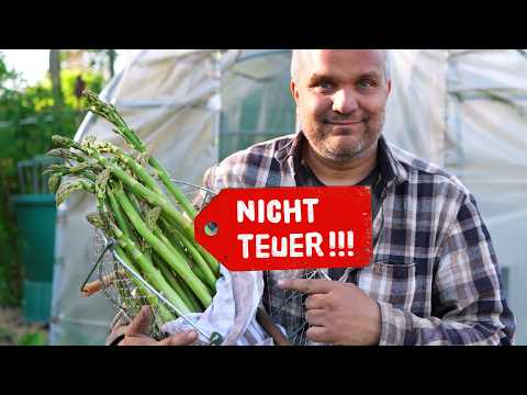 Spargelanbau: Fehler vermeiden, Erfolg ernten – Meine Tipps