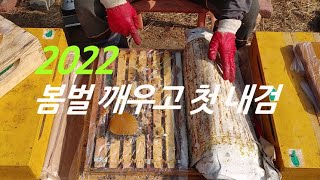 2022 봄벌 깨우고 첫 내검, 화분떡을 적게 먹은 봉군