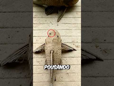 The Fish Came Back to Life! #curiosities #incredible #animal #fish