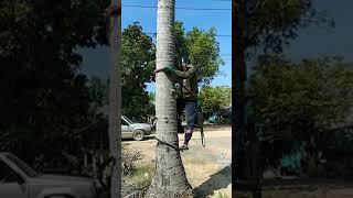 Download lagu alat panjat kelapa mp3 Download lagu alat panjat kelapa mp3