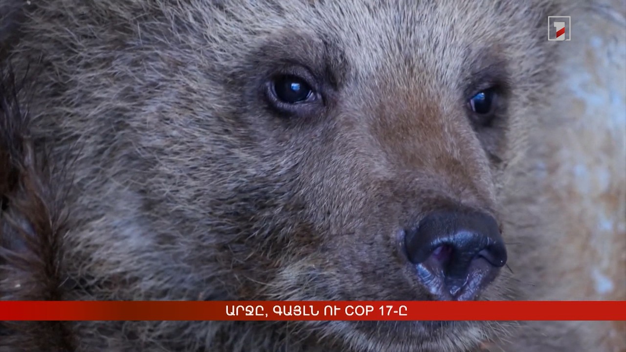 Արջը, գայլն ու COP 17-ը