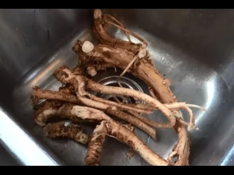 download lagu mp3 mp4 When Is Horseradish In Season, download lagu When Is Horseradish In Season gratis, unduh video klip When Is Horseradish In Season