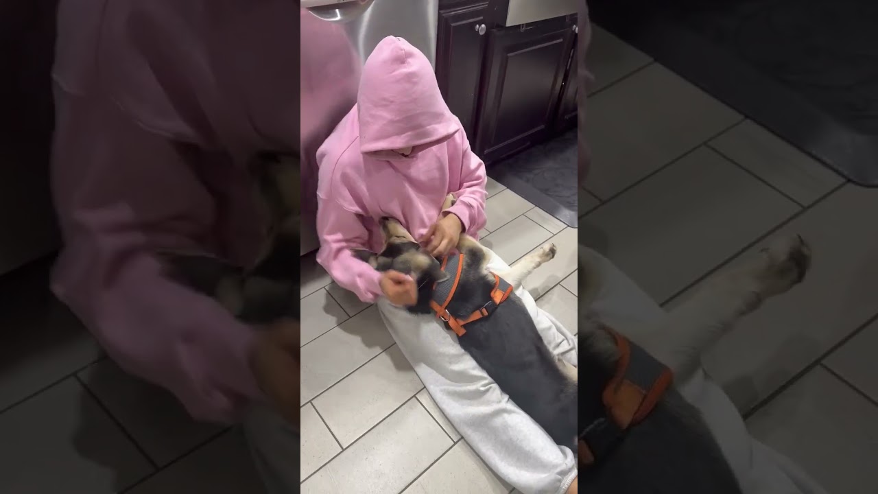 Enlarge Rango, a Adoptable mixed breed in CHURCHVILLE, NY video 4/4